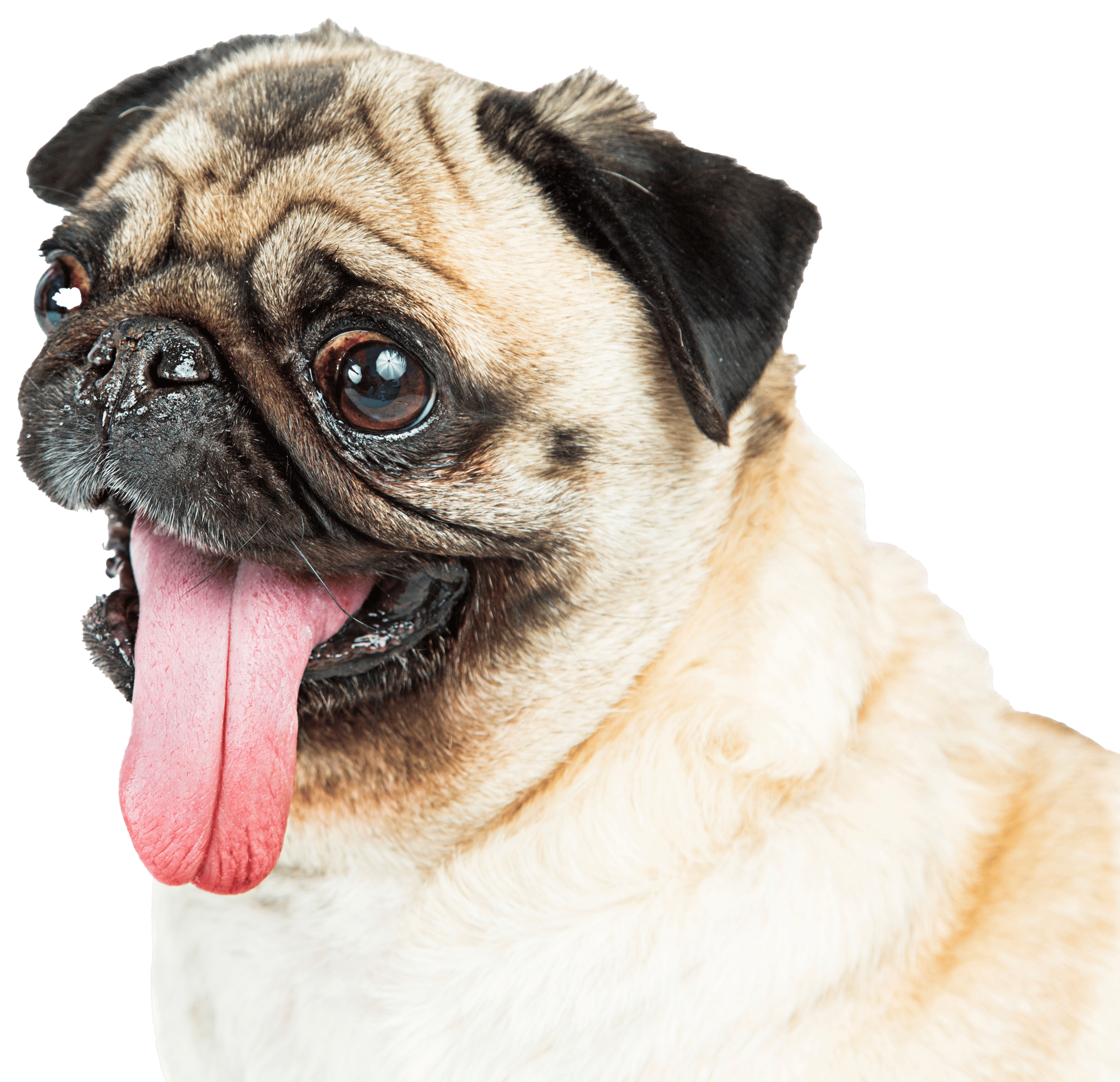 Carlino